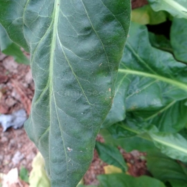«Bosikappal» Heirloom Tobacco Seeds