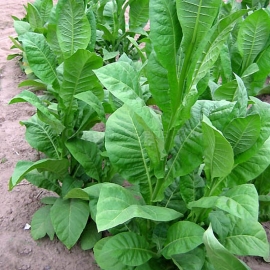 «Harmanli» Heirloom Tobacco Seeds