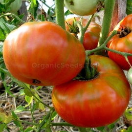 «Bullish Forehead» - Organic Tomato Seeds