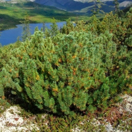 Organic Slanic Pine Seeds (Pinus pumila)