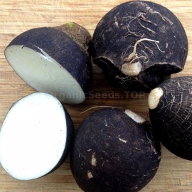 «Skvirsky Black» - Organic Radish Seeds