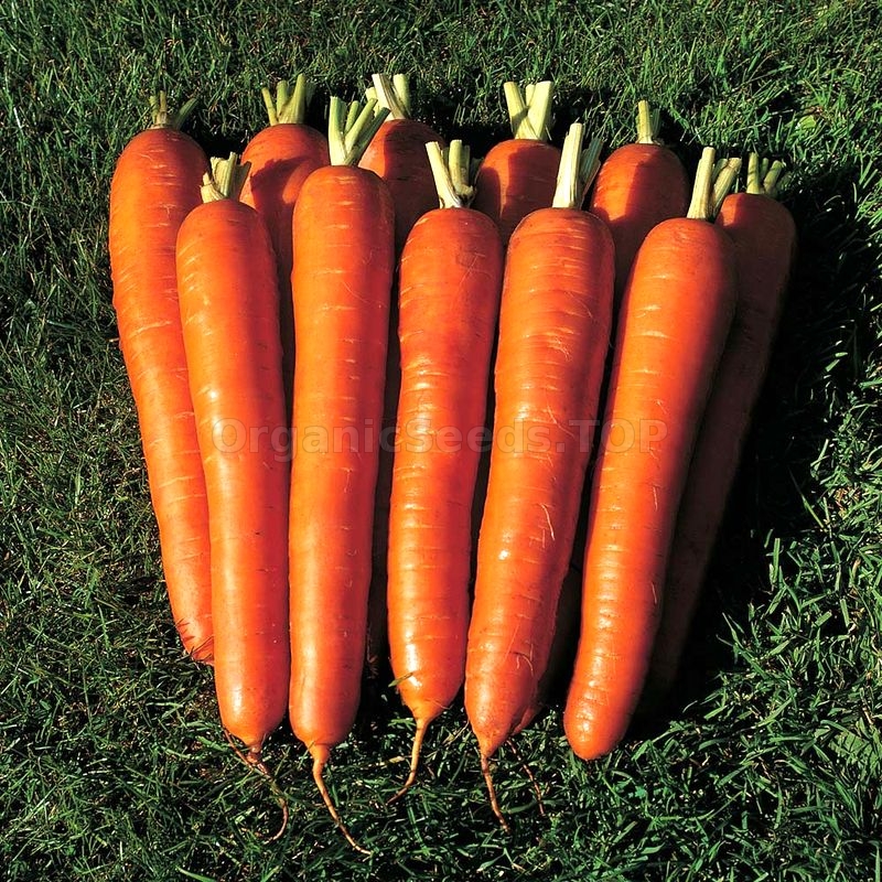 «Vitamine» Organic Carrot Seeds Shipping is free for orders over €50