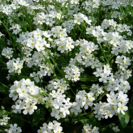 «Alpestris White» - Organic Myosotis Seeds