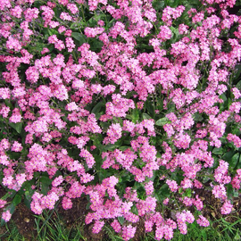 «Pink» - Organic Myosotis Seeds