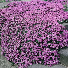 «Lilac» - Organic Aubrieta Seeds