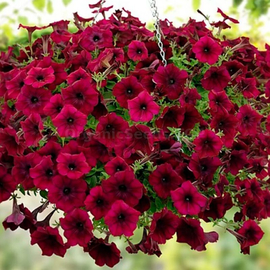 «Avalanche burgundy» - Organic Petunia Seeds