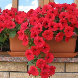 «Avalanche red» - Organic Petunia Seeds
