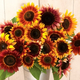 «Autumn Beauty» - Organic Sunflower Seeds