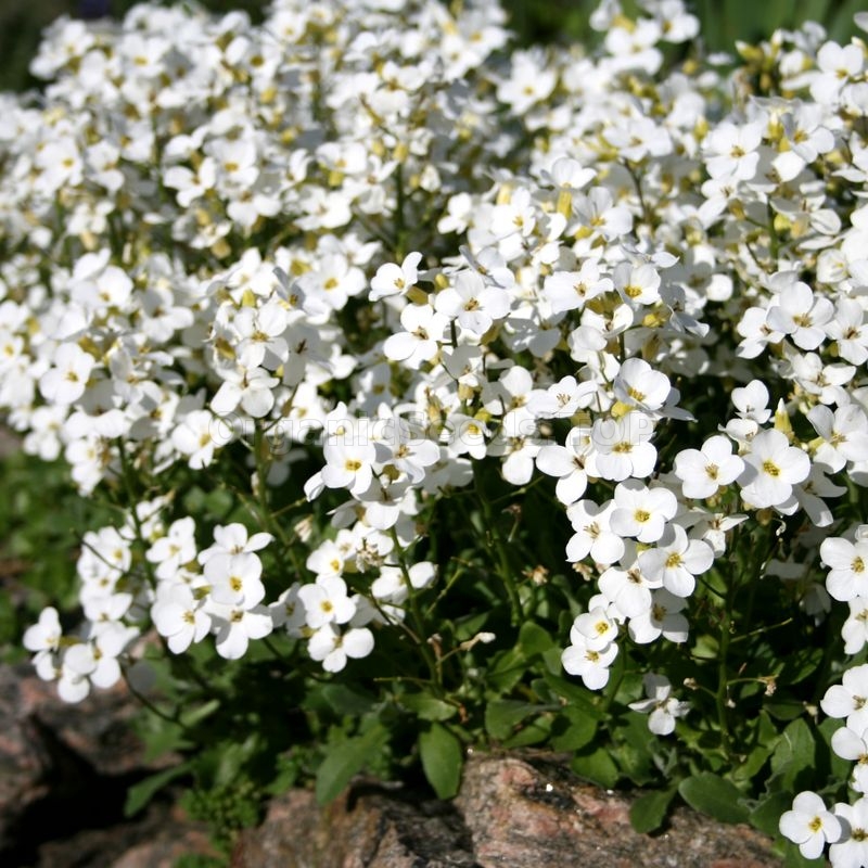 «Snow Peak» - Organic Arabis Seeds - Shipping is free for orders over €50