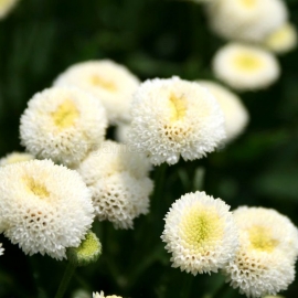 «Snowball» - Organic English Daisy Seeds