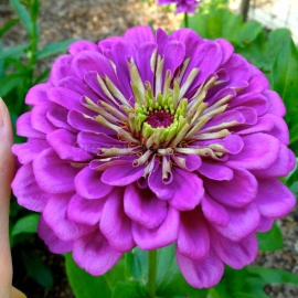 «Purple Queen» - Organic Zinnia Seeds