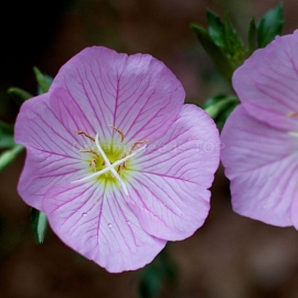 «Dolce» - Organic Evening Primrose Seeds