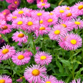«Pink Jewel» - Organic Erigeron Seeds