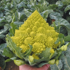 «Romanesco» - Organic Cauliflower Seeds