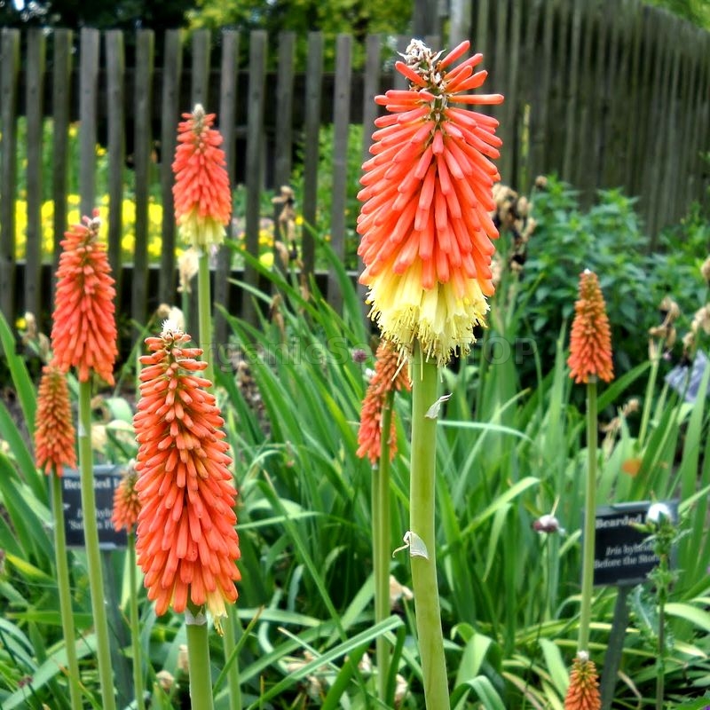 Kniphofia uvaria achats avantageux sur