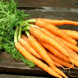 «The Queen of Autumn» - Organic Carrot Seeds