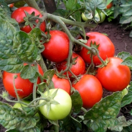 «Chinese» - Organic Tomato Seeds