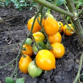 «Tsitrusovyy Sad» - Organic Tomato Seeds