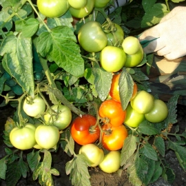 «Benefit» - Organic Tomato Seeds