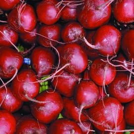 «Nokhovskaya» - Organic Beetroot Seeds