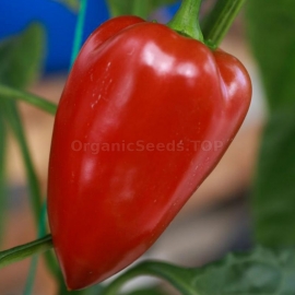«Venti» - Organic Pepper Seeds