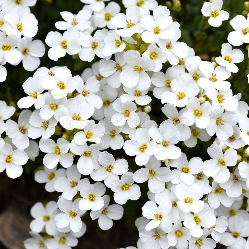 Images «Tiny Tim» Organic Alyssum Seeds Shipping is free for orders