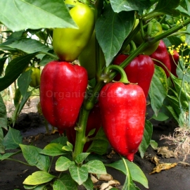 «Victoria» - Organic Pepper Seeds