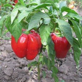 «Ratunda is red» - Organic Pepper Seeds