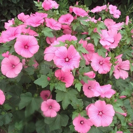 «Pink Beauty» - Organic Oenothera Seeds