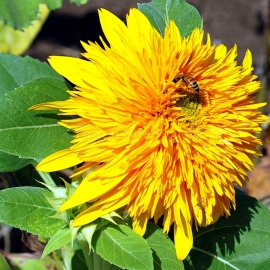 «Giant Sungold» - Organic Sunflower Seeds