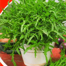 «Indoor» - Organic Arugula Seeds