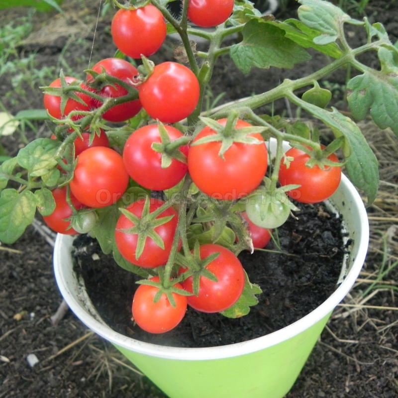 «Bonsai» Organic Tomato Seeds Shipping is free for orders over €50
