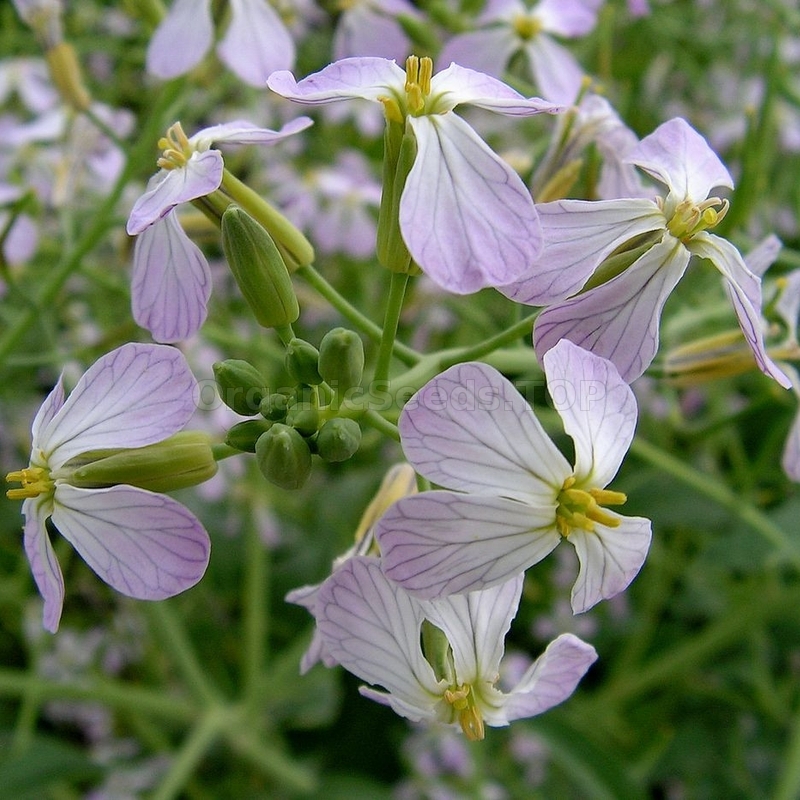 Graines De Radis Oléifère Fourrager (Raphanus Sativus) - 200 Graines - Engrais Vert Et Fourrage Pour Bétail - Améliore Le Sol