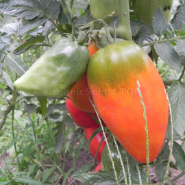 «Siberian Troika» - Organic Tomato Seeds
