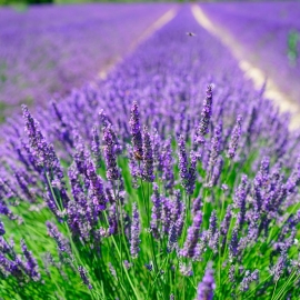 «English Tea» - Organic Lavender Seeds