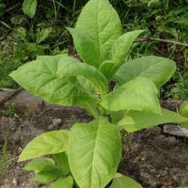 «American 572» Heirloom Tobacco Seeds