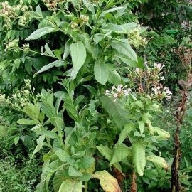«American Bakhchisarai» - Heirloom Tobacco Seeds