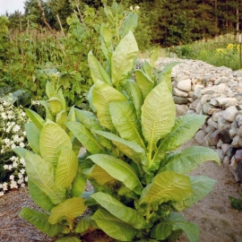 «Lownicotine» Heirloom Tobacco Seeds