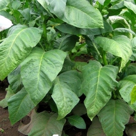 «Indian Black» Heirloom Tobacco Seeds