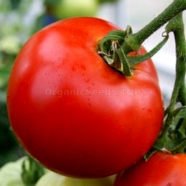 «Kremenchug» - Organic Tomato Seeds