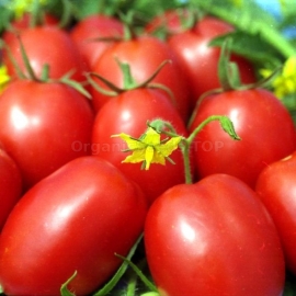 «Odessa Plum» - Organic Tomato Seeds