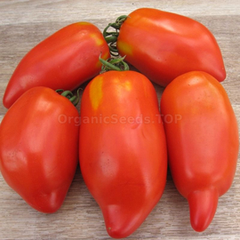 «Pepper plum» - Organic Tomato Seeds