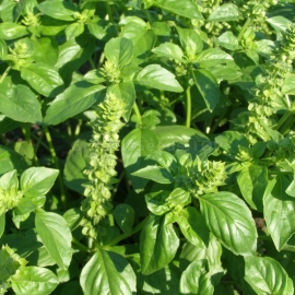 «Ruthen» - Organic Basil Seeds