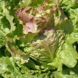 «Divohrai» - Organic Salad Seeds