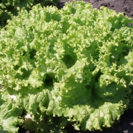 «Snowflake» - Organic Salad Seeds