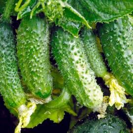 «Podarok Oseni» - Organic Cucumber Seeds