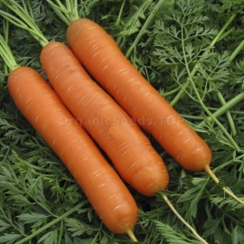 «Kharkiv Nantes» - Organic Carrot Seeds