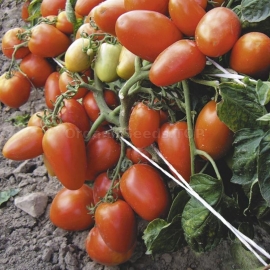 «Dona» - Organic Tomato Seeds