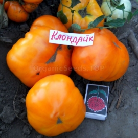 «Klondike» - Organic Tomato Seeds