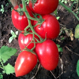 «Udavchik» - Organic Tomato Seeds